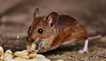 24 Hour & Emergency Exterminators in Pocatello, ID
